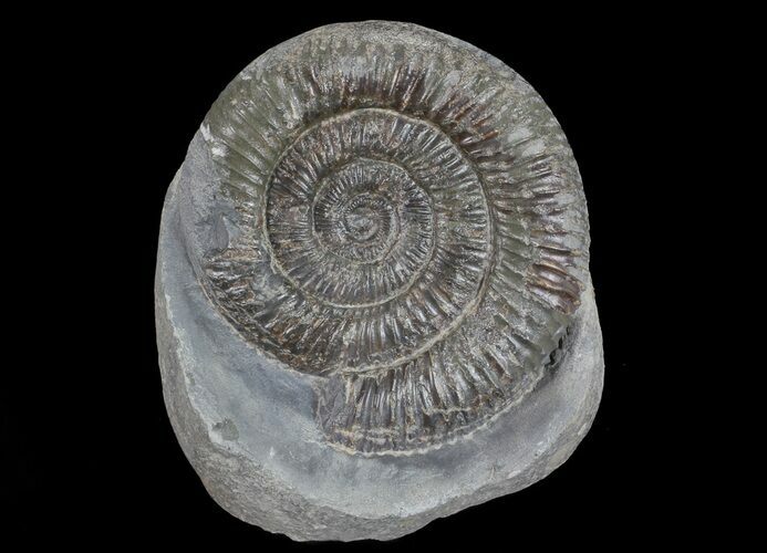 Dactylioceras Ammonite Stand Up - England #68154
